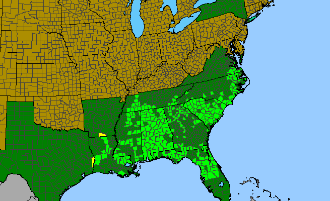 The range of Decumaria barbara